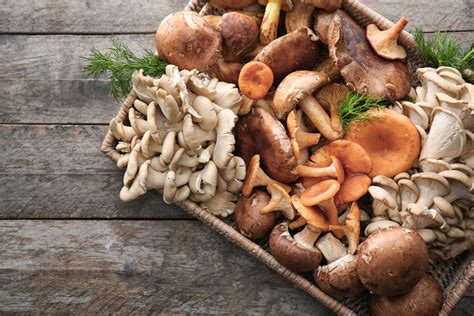 Edible fungus Figgerits [ Answers ] .